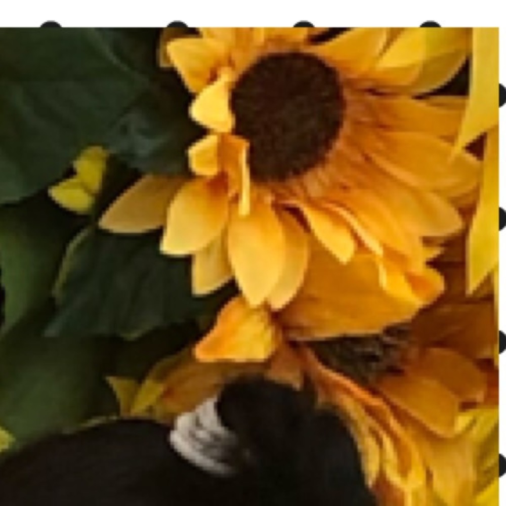 Meet your Posher, Yai